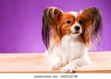 Beautiful Papillon Dog With Smooth Hair And Large Ears On A Purple Background