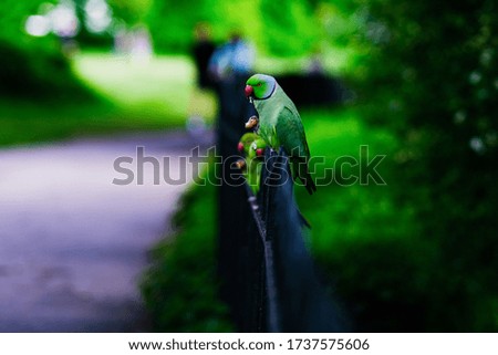 Similar – Foto Bild Lustiges Porträt einer Gans, die auf die Kamera vor der Kamera schaut.