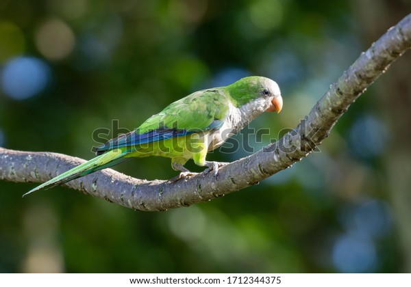 A beautiful parakeet Monk\
Parakeet (Myiopsitta monachus), also know as  Caturrita in Brazil,\
in their natural habitat at Atlantic forest, Rio de Janeiro,\
Brazil.