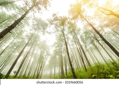 Beautiful Park With Big Pine Trees, lofty tree on mountain through pine forest and sunshine. Autumn, Fog, vintage tone, Season, toned image, nature background, selective focus