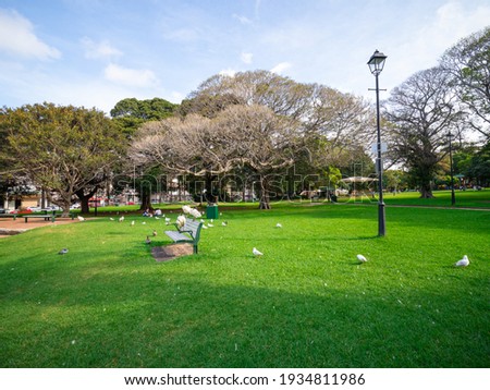 beautiful park with birds palm trees ponds waterfalls foot bridge lush green grass and trees in Burwood a suburban Sydney town NSW Australia