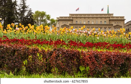 Beautiful Park With Many Tulips In Front Of City Assembly. Belgrade, Serbia