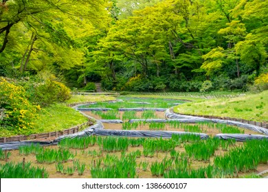 Beautiful park on Meiji jingu garden, Tokyo, Japan - Shutterstock ID 1386600107