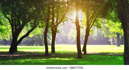 Beautiful Park Sunshine Spring Stock Photo (Edit Now) 588577700