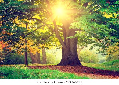 Beautiful Park Tree