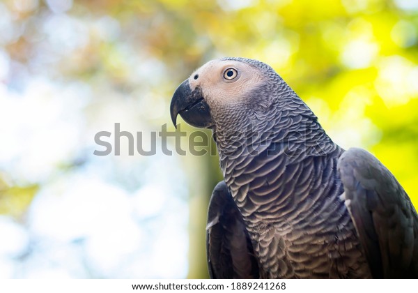 Beautiful Parrot Closeup Gray Jaco Yaco Stock Photo (Edit 1889241268