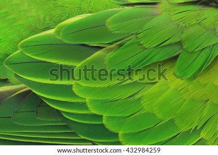 Beautiful Parrot Feathers