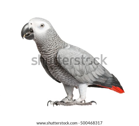 Beautiful parrot Jaco on a white background