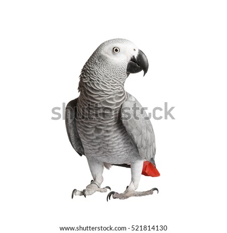 Beautiful parrot on a white background