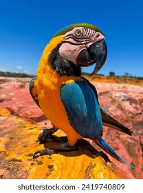 Beautiful parrot photo.love this parrot 