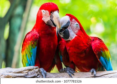 The beautiful Parrot, Red-and-green Macaw. The scarlet macaw (Ara macao) is a large red, yellow, and blue South American parrot