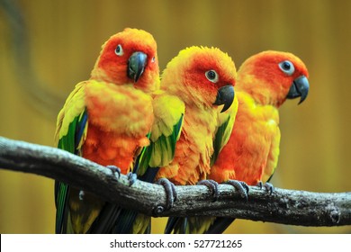 Beautiful parrot, Sun Conure on tree branch.