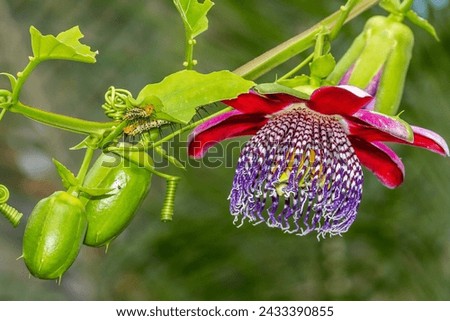 A Beautiful Passiflora alata in full flower with some Caterpillars on the leaves. 