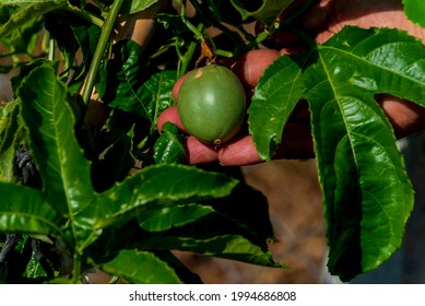 Beautiful Passionfruit Vine Growing With Some Unripe Passionfruit