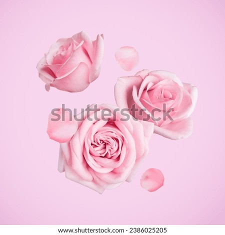 Beautiful pastel roses and petals falling on pink background