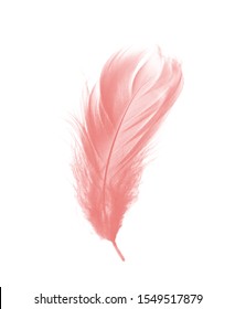 Beautiful Pastel Soft Pink Feather Flamingo Isolated On White Background 