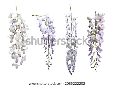 Beautiful pastel violet wisteria flowers set isolated on white background. Natural floral background. Floral design element