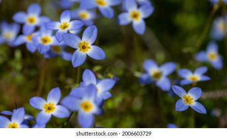 Beautiful Patch of Bluets Blooming Along the Blue Ridge Parkway