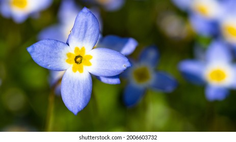 Beautiful Patch of Bluets Blooming Along the Blue Ridge Parkway