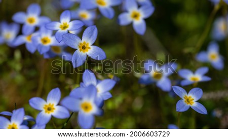 Beautiful Patch of Bluets Blooming Along the Blue Ridge Parkway