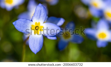 Beautiful Patch of Bluets Blooming Along the Blue Ridge Parkway
