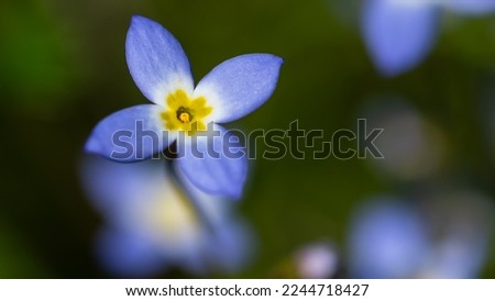 Beautiful Patch of Bluets Blooming Along the Blue Ridge Parkway