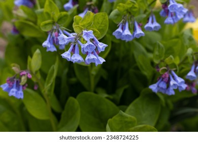 96,165 Bluebells Royalty-Free Images, Stock Photos & Pictures