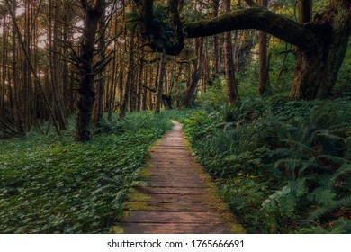 Beautiful path in the forest behind Long beach on Vancouver  Island, British Columbia, Canada. - Powered by Shutterstock