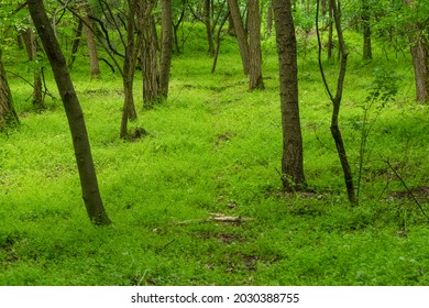 Beautiful Path In The Great Forest In Debrecen, Hungary