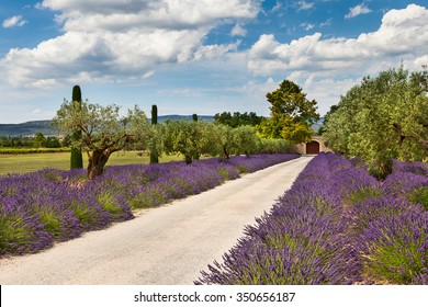 beautiful-path-lavender-leading-house-260nw-350656187.jpg