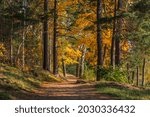 Beautiful pathway on a sunny autumn day. Bright landscape with path in perspective among colorful autumnal trees. Swedish, Scandinavian nature. The empty way leading ahead into the distance. 