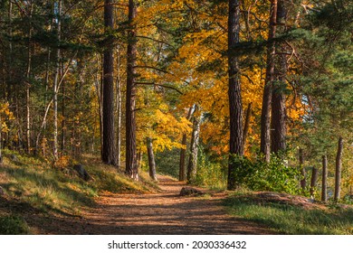 Beautiful Pathway On A Sunny Autumn Day. Bright Landscape With Path In Perspective Among Colorful Autumnal Trees. Swedish, Scandinavian Nature. The Empty Way Leading Ahead Into The Distance. 