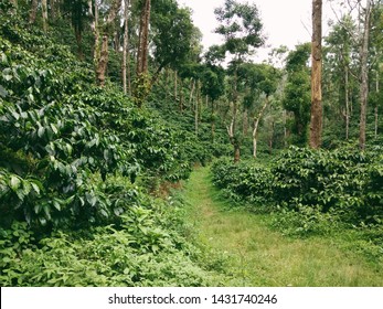 Beautiful Pathways at Deep Dense Forest