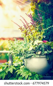 Beautiful Patio Flowers Pot On Balcony Or Terrace In Sunset Light. Urban Container Gardening, Flowers Planter Ideas