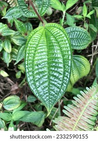 Beautiful pattern available in a nature