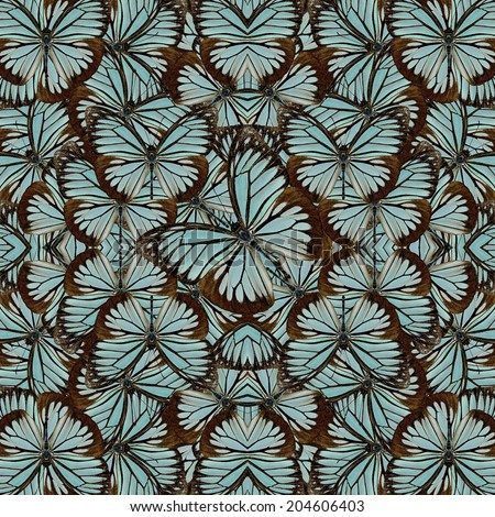Beautiful pattern background texture made from compilation of Common Wanderer Butterfly upper wing profile in natural color 