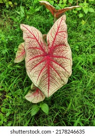 Beautiful Pattern Of Caladium Leaf, Known As Caladium Southern Charm