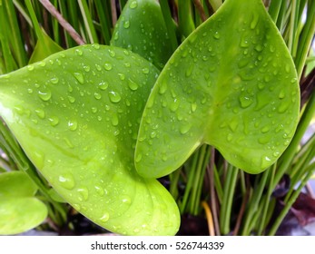 beautiful pattern of drop on green leaf after rain , Thailand , Asia