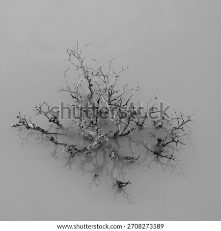Beautiful pattern fromed by dead shrub in dam water on a Boesmanland farm