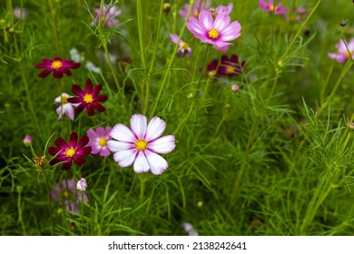 The Beautiful Pattern Garden Cosmos