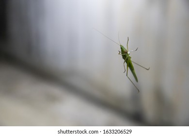 The beautiful pattern grasshopper on the window