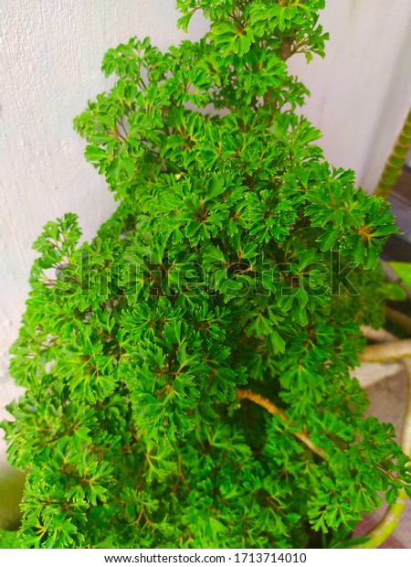 beautiful pattern of green foliage of Polyscias\
fruticosa or ming aralia plant, it is a perennial plant. A leaves\
are of a dark green pigment, glossy in texture, and are tripinnate\
and appear divided.