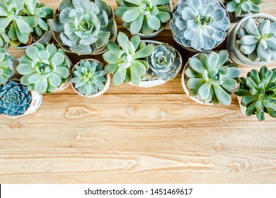 790,066 Succulent background Images, Stock Photos & Vectors | Shutterstock