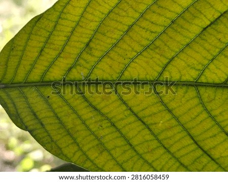 Beautiful pattern of leaf vain closeup 