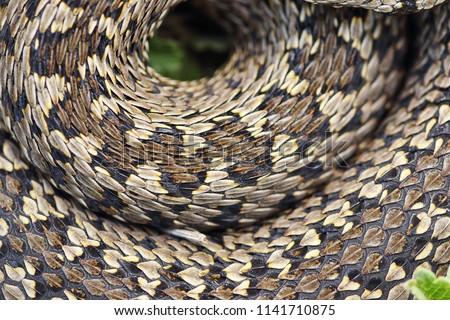 Image, Stock Photo beautiful pattern of meadow viper