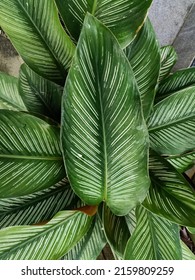 Beautiful Pattern On Leaves Of Pin-stripe Calathea At Potty Home Garden Photo