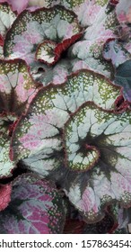 Beautiful Pattern Of Beautiful Painted - Leaf Begonia