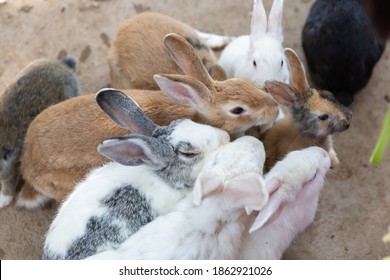 2,362 Thai rabbit Images, Stock Photos & Vectors | Shutterstock