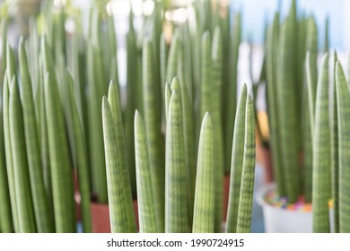 The Beautiful Pattern Sansevieria Cylindrical