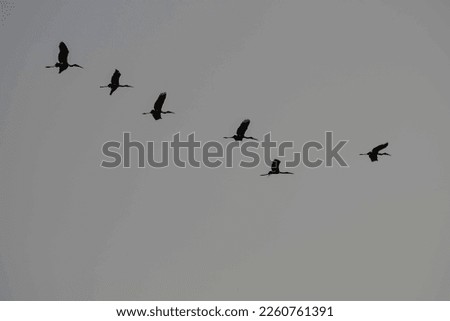 The beautiful pattern stork flying